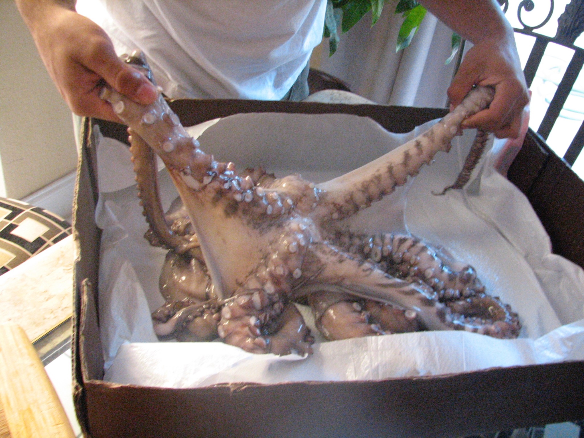 Figuring out how to cast an octopus